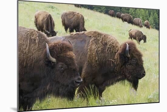 Bison Herd, Yellowstone National Park-Ken Archer-Mounted Photographic Print