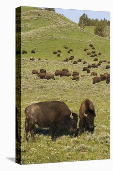 Bison Herd, Yellowstone National Park-Ken Archer-Stretched Canvas