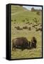 Bison Herd, Yellowstone National Park-Ken Archer-Framed Stretched Canvas