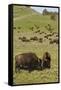 Bison Herd, Yellowstone National Park-Ken Archer-Framed Stretched Canvas