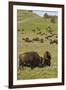 Bison Herd, Yellowstone National Park-Ken Archer-Framed Premium Photographic Print