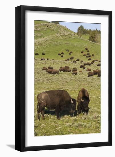 Bison Herd, Yellowstone National Park-Ken Archer-Framed Photographic Print