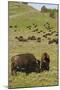 Bison Herd, Yellowstone National Park-Ken Archer-Mounted Photographic Print