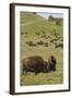 Bison Herd, Yellowstone National Park-Ken Archer-Framed Photographic Print