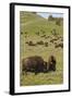 Bison Herd, Yellowstone National Park-Ken Archer-Framed Photographic Print