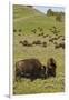 Bison Herd, Yellowstone National Park-Ken Archer-Framed Premium Photographic Print