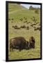 Bison Herd, Yellowstone National Park-Ken Archer-Framed Premium Photographic Print