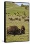 Bison Herd, Yellowstone National Park-Ken Archer-Framed Stretched Canvas