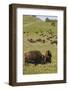 Bison Herd, Yellowstone National Park-Ken Archer-Framed Photographic Print