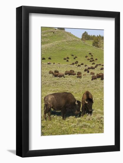 Bison Herd, Yellowstone National Park-Ken Archer-Framed Photographic Print