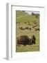 Bison Herd, Yellowstone National Park-Ken Archer-Framed Photographic Print