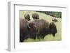 Bison Herd, Yellowstone National Park-Ken Archer-Framed Photographic Print