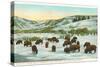 Bison Herd, Yellowstone National Park-null-Stretched Canvas