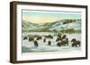 Bison Herd, Yellowstone National Park-null-Framed Art Print