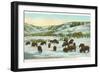 Bison Herd, Yellowstone National Park-null-Framed Art Print