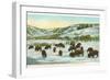 Bison Herd, Yellowstone National Park-null-Framed Art Print