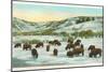 Bison Herd, Yellowstone National Park-null-Mounted Art Print