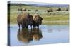 Bison Herd-Ken Archer-Stretched Canvas