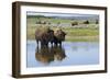 Bison Herd-Ken Archer-Framed Photographic Print