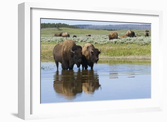 Bison Herd-Ken Archer-Framed Photographic Print