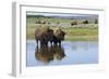 Bison Herd-Ken Archer-Framed Photographic Print