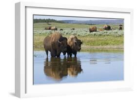 Bison Herd-Ken Archer-Framed Photographic Print