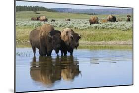 Bison Herd-Ken Archer-Mounted Photographic Print