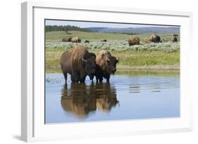 Bison Herd-Ken Archer-Framed Photographic Print