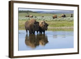 Bison Herd-Ken Archer-Framed Photographic Print