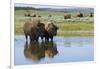 Bison Herd-Ken Archer-Framed Photographic Print