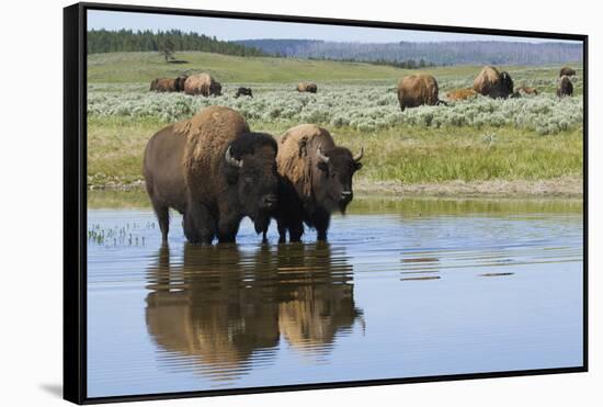 Bison Herd-Ken Archer-Framed Stretched Canvas