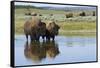 Bison Herd-Ken Archer-Framed Stretched Canvas