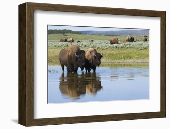 Bison Herd-Ken Archer-Framed Photographic Print