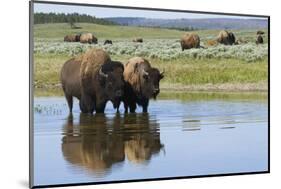 Bison Herd-Ken Archer-Mounted Photographic Print