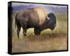 Bison I-Chris Vest-Stretched Canvas