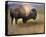 Bison I-Chris Vest-Stretched Canvas