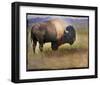 Bison I-Chris Vest-Framed Art Print