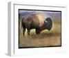 Bison I-Chris Vest-Framed Art Print