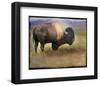 Bison I-Chris Vest-Framed Art Print