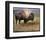 Bison I-Chris Vest-Framed Art Print