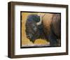 Bison II-Chris Vest-Framed Art Print