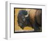 Bison II-Chris Vest-Framed Art Print