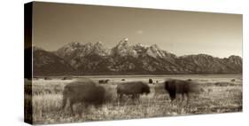 Bison in a Meadow with the Teton Mountain Range as a Backdrop, Grand Teton National Park, Wyoming-Adam Barker-Stretched Canvas