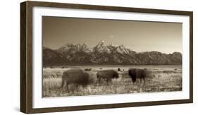 Bison in a Meadow with the Teton Mountain Range as a Backdrop, Grand Teton National Park, Wyoming-Adam Barker-Framed Photographic Print