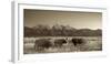 Bison in a Meadow with the Teton Mountain Range as a Backdrop, Grand Teton National Park, Wyoming-Adam Barker-Framed Photographic Print