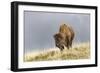 Bison in Fall, Lamar Valley, Yellowstone National Park, Wyoming-Adam Jones-Framed Photographic Print