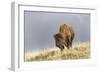 Bison in Fall, Lamar Valley, Yellowstone National Park, Wyoming-Adam Jones-Framed Photographic Print