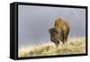 Bison in Fall, Lamar Valley, Yellowstone National Park, Wyoming-Adam Jones-Framed Stretched Canvas