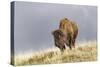 Bison in Fall, Lamar Valley, Yellowstone National Park, Wyoming-Adam Jones-Stretched Canvas