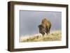 Bison in Fall, Lamar Valley, Yellowstone National Park, Wyoming-Adam Jones-Framed Photographic Print
